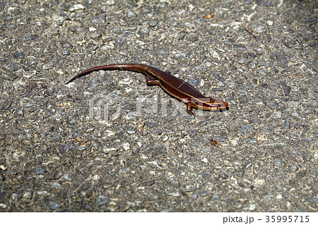 ニホントカゲ・トカゲ・爬虫類・とかげ ニホントカゲ・トカゲ・爬虫類・とかげ 35995715