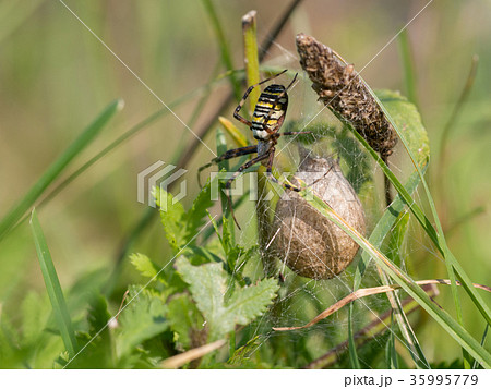 Wasp Spider, Argiope bruennichi 35995779