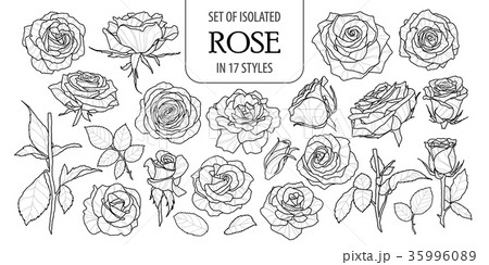 Set of isolated rose in 17 styles. 35996089