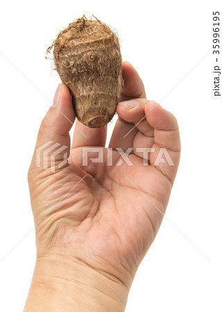 手で持った里芋 35996195