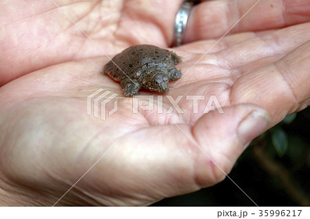 スッポンの赤ちゃん(鼈)カメ(亀) スッポンの赤ちゃん(鼈)カメ(亀) 35996217