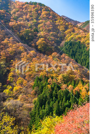 秋の自然風景 35996390