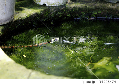 ヤマカガシ　蛇　ヘビ 35996474