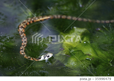 ヤマカガシ　蛇　ヘビ 35996479