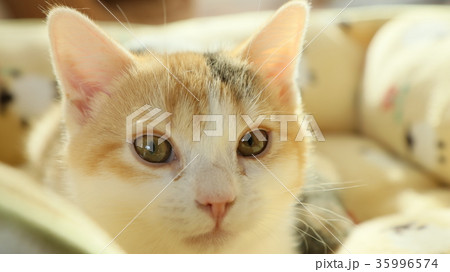 かわいい子猫の顔 かわいい子猫の顔 35996574