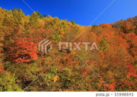 紅葉の三途川渓谷の写真素材