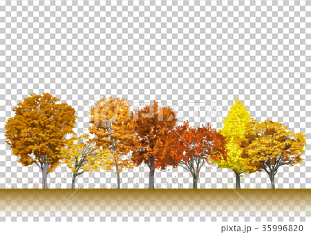 街路樹の紅葉1 35996820