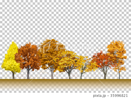 街路樹の紅葉2 35996821