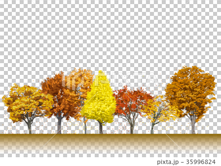 街路樹の紅葉4 35996824