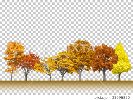 街路樹の紅葉9 35996830