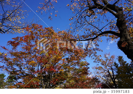 秋の紅葉 35997183