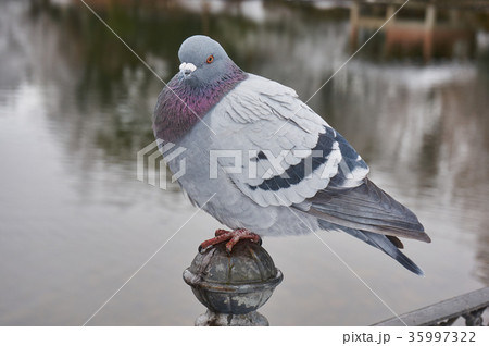 寒い日の鳩 寒い日の鳩 35997322