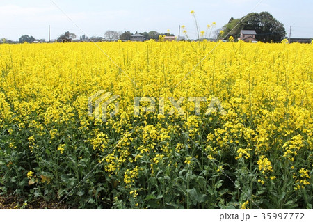 菜の花畑 35997772