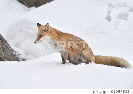 雪の中のキタキツネ 雪の中のキタキツネ 35997831