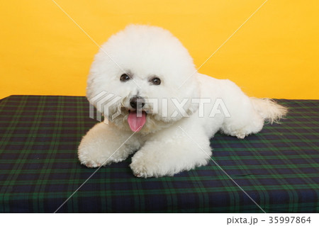 ビションフリーゼ ビションフリーゼ 35997864