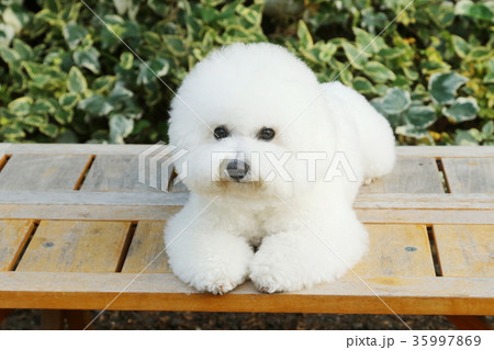 ビションフリーゼ 35997869