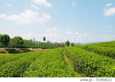 Green tea farm with blue sky Green tea farm with blue sky 35998021
