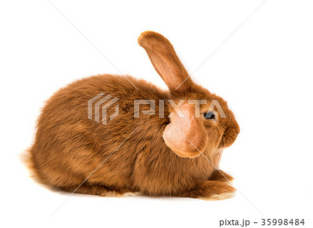 red rabbit 35998484