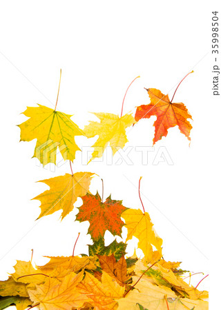 autumn yellow leaves 35998504