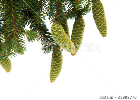 branch of spruce with green cones branch of spruce with green cones 35998770