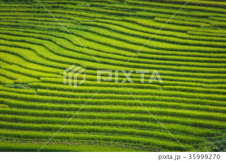 Layer of rice fields and terrace 35999270