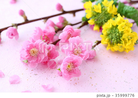 花桃 菜の花 和紙背景 花桃 菜の花 和紙背景 35999776