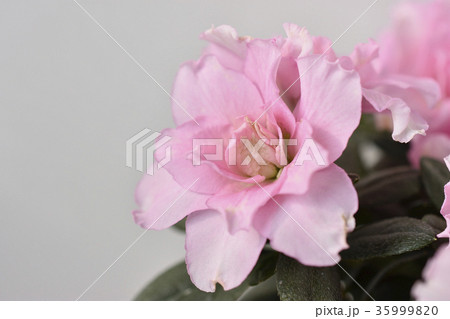 アザレア アザレア 35999820