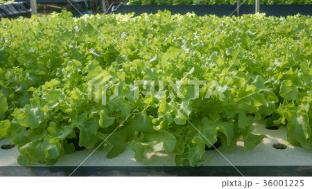Hydroponic green oak lettuce Hydroponic green oak lettuce 36001225