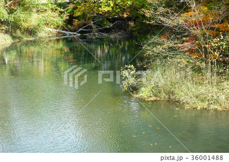 新山沼　壮瞥川の堰止湖　北海道 36001488