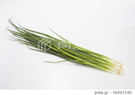 ねぎ 青ねぎ 万能ねぎ ねぎ 青ねぎ 万能ねぎ 36001540