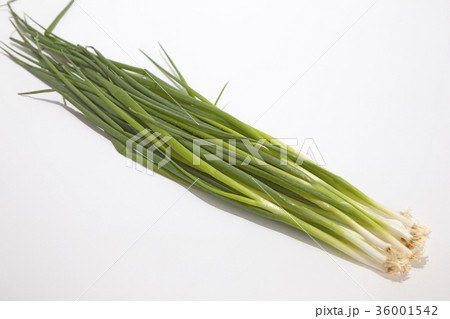 ねぎ　青ねぎ　万能ねぎ 36001542