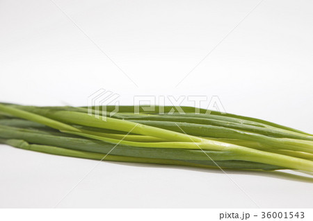 ねぎ　青ねぎ　万能ねぎ 36001543