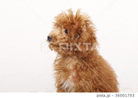 トイプードルの仔犬 トイプードルの仔犬 36001703