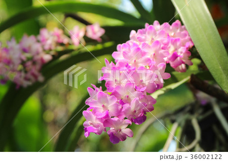 Branch of tropical orchid flower. Branch of tropical orchid flower. 36002122