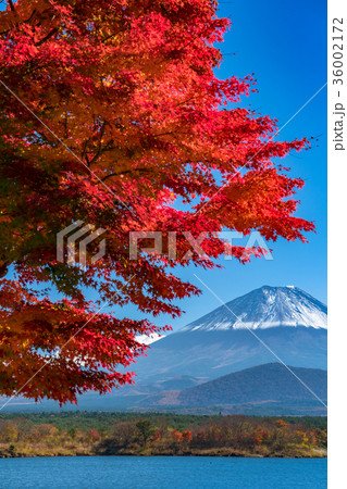 紅葉・富士山 紅葉・富士山 36002172