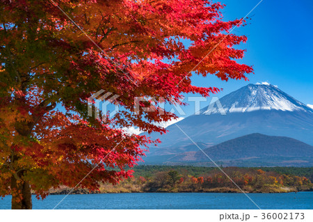 紅葉・富士山 紅葉・富士山 36002173