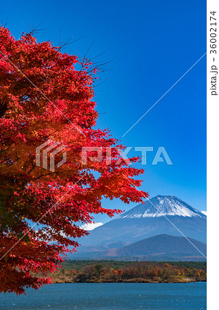 紅葉・富士山 36002174