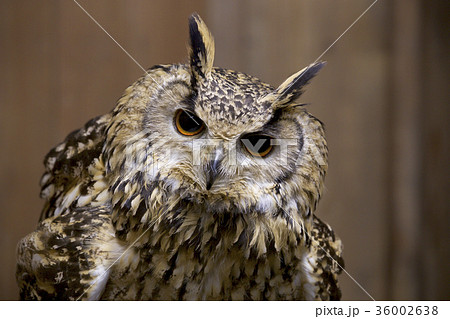 ファラオワシミミズク 36002638