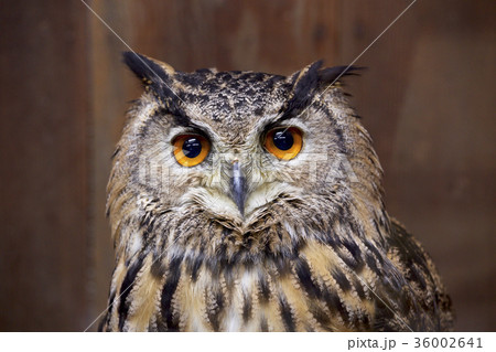 ファラオワシミミズク 36002641