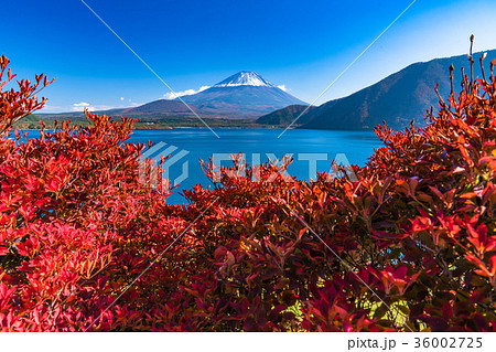 紅葉・富士山 紅葉・富士山 36002725