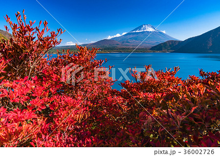 紅葉・富士山 紅葉・富士山 36002726