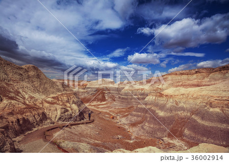 Petrified forest 36002914