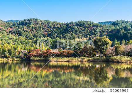 秋の京都　広沢池 36002995