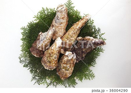 牡蠣 牡蠣 36004290