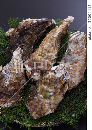 牡蠣 牡蠣 36004415