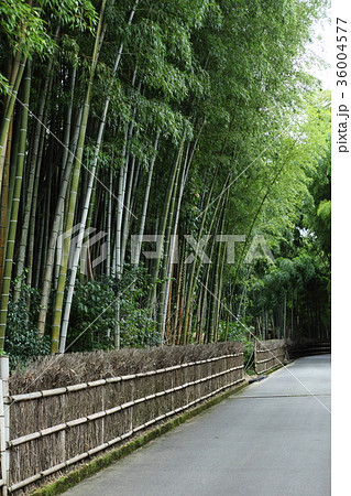 洛西竹林公園 洛西竹林公園 36004577