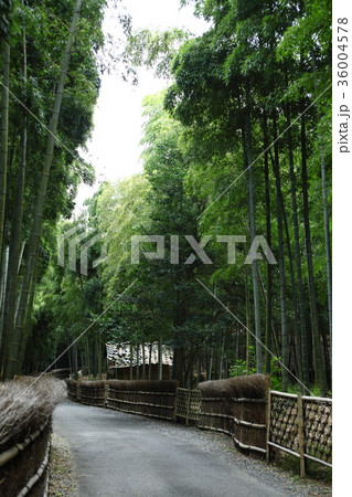 洛西竹林公園 洛西竹林公園 36004578