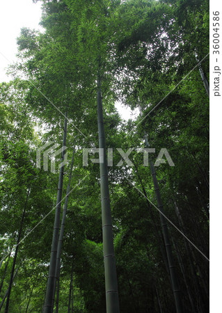 洛西竹林公園 洛西竹林公園 36004586