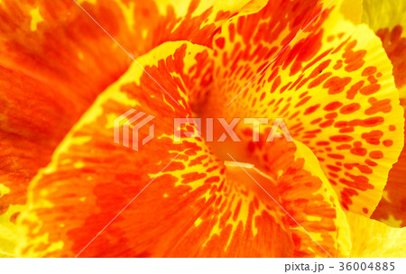 Close up canna lilly,Canna Flower. 36004885