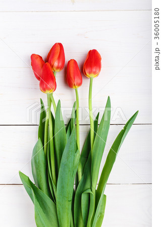 Bouquet of red tulips on a white background Bouquet of red tulips on a white background 36005180